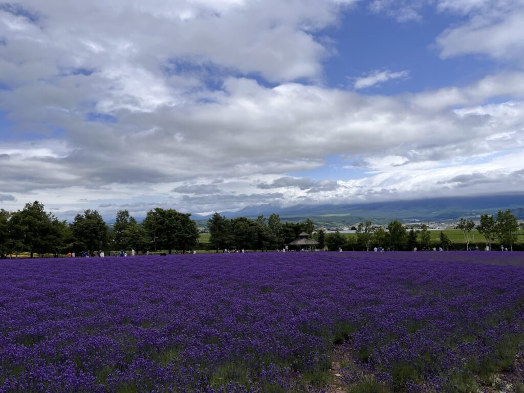 Lavender fields in Japan
